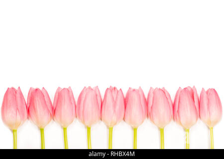 Ligne de la tulipe rose sur fond blanc Banque D'Images