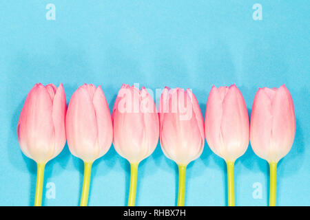 Ligne de la tulipe rose sur fond bleu Banque D'Images
