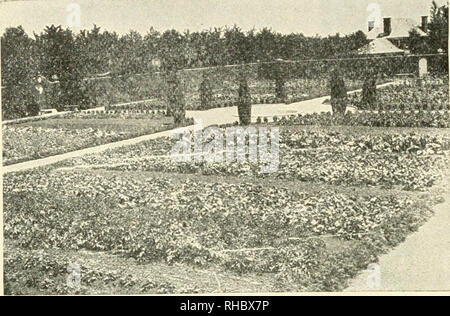 . Le livre des Mille jardins ;. La culture maraîchère. [From old catalog]. 56 LE LIVRE DES MILLE JARDINS. 540 LIVRES DE TOMATES À PARTIR DE 20 plantes. De James C. Bouclier, Monticello, maux. , , R ,, dans mon jardin est d'environ une demi-acre. J'ai soulevé presque chaque sorte de légumes. 1 vous fera parvenir sous pli séparé un dessin de mon jardin montrant comment il a été planté et combien j'ai soulevé de chaque type de légume. 1 premières semé mes oignons, carottes, betteraves, cisailles, épinards, pois, maïs salade ; et ensuite planté oignons, choux, oignons, betteraves et kohl rabi qui avait été commencé à hot-lits. Mon meilleur cr Banque D'Images