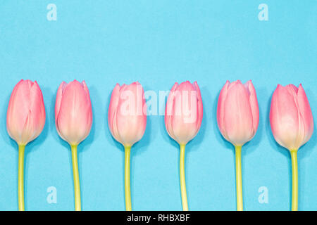 Ligne de la tulipe rose sur fond bleu Banque D'Images