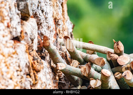 Close up sur un tas de bois de chauffage à partir de troncs et branches contre un vieux mur de boue en pierre en plein air Banque D'Images