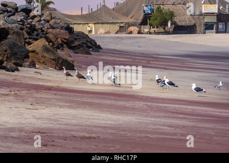 Deux goélands se tenant sur la mer des rochers, tourné en été à Swakopmund, Namibie Banque D'Images