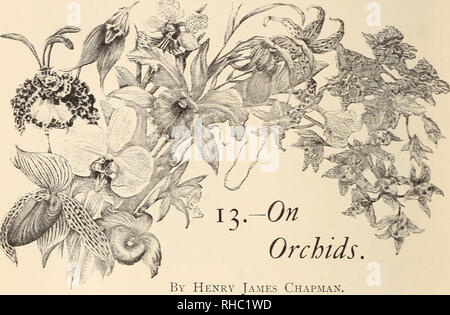 . Le Livre de jardinage ; un manuel d'horticulture. Jardinage ; la floriculture. Il n'y a pas de succursale du jardinage qui a fait des progrès plus rapides au cours du dernier demi-siècle que la culture des orchidées. Avec le passage de navires à vapeur facilité offerte par l'époque actuelle, ces joyaux de la forêt peut être traduit en autant de jours qu'il était à prendre des mois ; et, par les moyens à disposition, une fois qu'ils arrivent dans ce pays, ils sont apportés à la pratique portes de nos serres pour une dépense de moins de shillings qu'il en aurait coûté de livres il y a quelques années. Cette augmentation de l'installation, moissonneuse-batteuse Banque D'Images