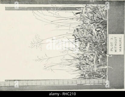 . Le livre de l'Rothamsted expériences. Lawes, J. B. (John Bennett), 1814-1900 ; Gilbert, Joseph Henry, Sir, 1817-1901 ; Rothamsted Experimental Station, de l'Agriculture -- l'expérimentation ; chimie agricole. S'Kcr pagf ISA.. Veuillez noter que ces images sont extraites de la page numérisée des images qui peuvent avoir été retouchées numériquement pour plus de lisibilité - coloration et l'aspect de ces illustrations ne peut pas parfaitement ressembler à l'œuvre originale.. Hall, Daniel, Sir, 1864-1942 ; confiance ; Comité agricole Lawes Warington, Robert, 1838-1907. Londres, J. Murray Banque D'Images