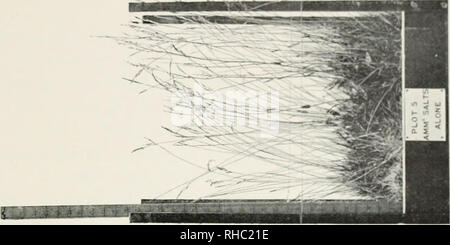 . Le livre de l'Rothamsted expériences. Lawes, J. B. (John Bennett), 1814-1900 ; Gilbert, Joseph Henry, Sir, 1817-1901 ; Rothamsted Experimental Station, de l'Agriculture -- l'expérimentation ; chimie agricole. . Veuillez noter que ces images sont extraites de la page numérisée des images qui peuvent avoir été retouchées numériquement pour plus de lisibilité - coloration et l'aspect de ces illustrations ne peut pas parfaitement ressembler à l'œuvre originale.. Hall, Daniel, Sir, 1864-1942 ; confiance ; Comité agricole Lawes Warington, Robert, 1838-1907. Londres, J. Murray Banque D'Images