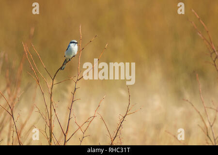 Grand Lanius excubitor Pie-grièche songbird perché sur une branche à la recherche d'une proie. Habitat au désert sur une journée ensoleillée Banque D'Images