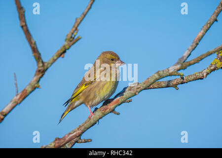 Verdier d'Europe femelle (Chloris chloris) oiseau perché sur une branche. Fond de Ciel bleu clair. Banque D'Images