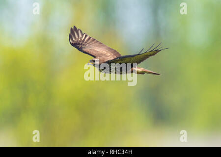 Buse variable, Buteo buteo, en vol, planant au-dessus dans un champ vert à la recherche d'une proie l'été. Banque D'Images