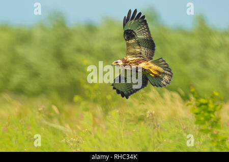 Buse variable, Buteo buteo, en vol, planant au-dessus dans un champ vert à la recherche d'une proie l'été. Banque D'Images