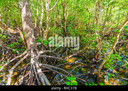 Forêt de mangrove sur une journée ensoleillée au parc national de Jozani et de la baie Chwaka, Zanzibar, Tanzanie Banque D'Images