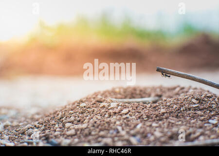 Escalade Ant petite branche à l'envers. Fourmilière. Concept étrange risqué surmonter. Banque D'Images
