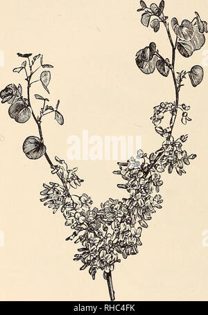 . Le Livre de jardinage ; un manuel d'horticulture. Jardinage ; la floriculture. 374 Le livre de jardinage. C. C. latifolia et C. retusus peuvent également être mentionnés, mais au point de la beauté qu'ils sont de qualité inférieure à la première. Clematis (non-chmbing). -Cette neglecced encore, bel ensemble de cle- matis, mérite d'être plus étendu de la culture, car il offre un bon écran de fleurs aux couleurs différentes au début de l'été et l'automne. Ceux mentionnés ici sont bien hardy, aucun besoin de protec- tion que ce soit, et comme ils sont facilement hébergement datée, de nombreux une frontière pourrait être rendu plus attractif ont-ils Banque D'Images