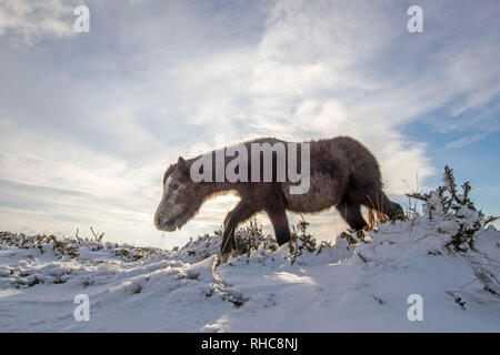 Swansea, Royaume-Uni. 06Th Feb 2019. Chevaux dans la neige sur le haut de Cefn Bryn près de Reynoldston sur la péninsule de Gower, près de Swansea cet après-midi, après le repas était recouvert de neige. Credit : Phil Rees/Alamy Live News Banque D'Images