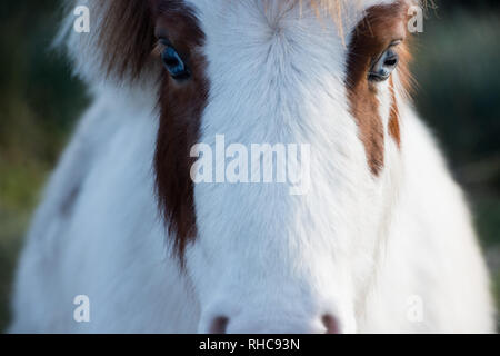 31 janvier 2019, Mecklembourg-Poméranie-Occidentale, Barth : un cheval broute dans une idylle rurale sur l'alpage de Barth à l'auberge de jeunesse. L'auberge de jeunesse est d'être fermé à la fin de la saison 2019. L'installation avec ferme équestre est ouvert à la clientèle à partir de 30.03.2019 à 03.11.2019. Pour la fin de 2019, Barth est une possible réutilisation de la ferme équestre. 2018 a été une année de rêve pour l'industrie du tourisme grâce à l'été. Pas pour les auberges de jeunesse, où le nombre de nuitées a stagné. Les auberges de jeunesse ont également été touchés par le développement social et le risque croissant de la pauvreté. Phot Banque D'Images