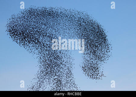 Blackpool, Lancashire. 1er février, 2019. La dernière valse avant lit, un essaim de dizaines de milliers d'étourneaux se percher dans Blackpools Victorian North Pier. Ces oiseaux étonnants mis sur un vol superbe affichage à l'un des seuls une poignée de leurs sites préférés dans tout le Royaume-Uni. Les jours de vent, les énormes troupeaux de mumurating les étourneaux dont le nombre est estimé à 60 000 plus prendre pour se reposer quelques instants sur la plage à marée basse. Credit : MediaWorld Images/Alamy Live News Banque D'Images