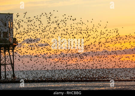 Blackpool, Lancashire. 1er février, 2019. La dernière valse avant lit, un essaim de dizaines de milliers d'étourneaux se percher dans Blackpools Victorian North Pier. Ces oiseaux étonnants mis sur un vol superbe affichage à l'un des seuls une poignée de leurs sites préférés dans tout le Royaume-Uni. Les jours de vent, les énormes troupeaux de mumurating les étourneaux dont le nombre est estimé à 60 000 plus prendre pour se reposer quelques instants sur la plage à marée basse. Credit : MediaWorld Images/Alamy Live News Banque D'Images