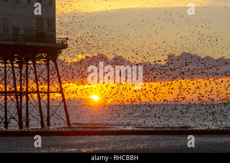 Blackpool, Lancashire. 1er février, 2019. La dernière valse avant lit, un essaim de dizaines de milliers d'étourneaux se percher dans Blackpools Victorian North Pier. Ces oiseaux étonnants mis sur un vol superbe affichage à l'un des seuls une poignée de leurs sites préférés dans tout le Royaume-Uni. Les jours de vent, les énormes troupeaux de mumurating les étourneaux dont le nombre est estimé à 60 000 plus prendre pour se reposer quelques instants sur la plage à marée basse. Credit : MediaWorld Images/Alamy Live News Banque D'Images