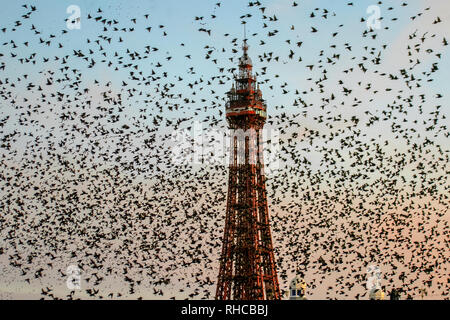 Blackpool, Lancashire. 1er février, 2019. La dernière valse avant lit, un essaim de dizaines de milliers d'étourneaux se percher dans Blackpools Victorian North Pier. Ces oiseaux étonnants mis sur un vol superbe affichage à l'un des seuls une poignée de leurs sites préférés dans tout le Royaume-Uni. Les jours de vent, les énormes troupeaux de mumurating les étourneaux dont le nombre est estimé à 60 000 plus prendre pour se reposer quelques instants sur la plage à marée basse. Credit : MediaWorld Images/Alamy Live News Banque D'Images