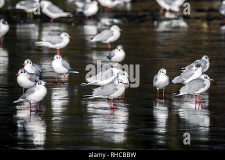 Southport, Merseyside, Royaume-Uni. Feb, 2019 2. Des températures de gel. Une colonie de mouettes à tête noire immatures se reposer sur les terres humides gelés de la RSPB Réserve naturelle à Marshside à Southport. Credit : Cernan Elias/Alamy Live News Banque D'Images