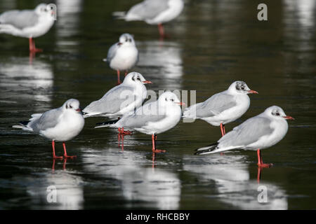 Southport, Merseyside, Royaume-Uni. Feb, 2019 2. Des températures de gel. Une colonie de mouettes à tête noire immatures se reposer sur les terres humides gelés de la RSPB Réserve naturelle à Marshside à Southport. Credit : Cernan Elias/Alamy Live News Banque D'Images