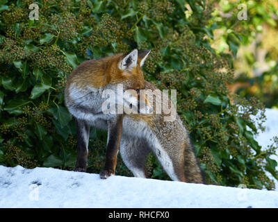 Dartford, Kent, UK. 2 février 2019. Dartford, Kent,UK, 2 février. Un renard sur un toit en appentis jardin enneigé cherche de la nourriture dans le milieu de la journée. Crédit : Steve Hickey/Alamy Live News Banque D'Images