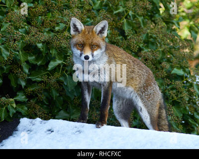 Dartford, Kent, UK. 2 février 2019. Dartford, Kent,UK, 2 février. Un renard sur un toit en appentis jardin enneigé cherche de la nourriture dans le milieu de la journée. Crédit : Steve Hickey/Alamy Live News Banque D'Images