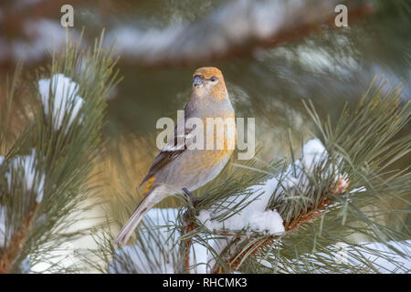 Durbec des femmes dans le nord du Wisconsin. Banque D'Images