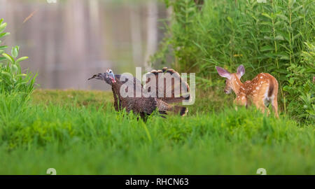 La Turquie poule fans sa queue dans une rencontre avec un cerf de faon. Banque D'Images