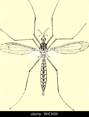 . Le livre du jardin. Le jardinage. TIGER MOTH ET CATERPILLAR. Ces peut être fréquemment repris en erreur pour les insectes vivants. Un autre ennemi de la laitue, ainsi que de nombreux produits du jardin, est le ma- culosa Tipula de Hoffmansegg (le jardin-gnat), fig. 58. Les vers blancs Fig. 58. du genre ti- pula sont parmi les pires ene- mies de jardins. Il semble que, jusqu'à dernièrement, nous n'avions aucune idée de cor- rect, le nombre d'espèces qui nous sont infestés-Tipula oleracea évident- ly portant tout le blâme de la blessure faite par sa famille. Ruricola,dans "Gar- dener Banque D'Images