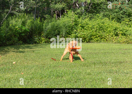 Red Fox Labrador retriever chiot revenir avec un mannequin de formation orange. Banque D'Images