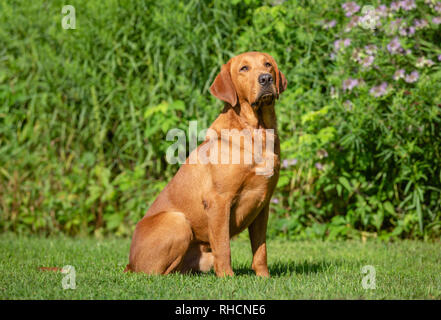 Red Fox Labrador Retriever Banque D'Images