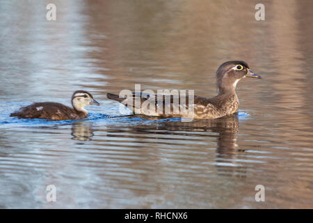 Canard branchu femelle et petit canard nageant dans un lac du nord du Wisconsin. Banque D'Images