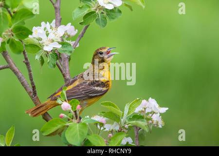 L'oriole de Baltimore femelle perchée dans un pommier. Banque D'Images