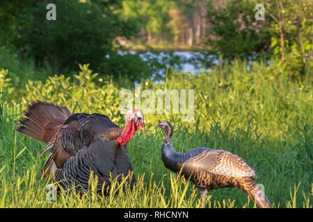 Tom Turquie extraction d'un leurre poule gonflable. Banque D'Images