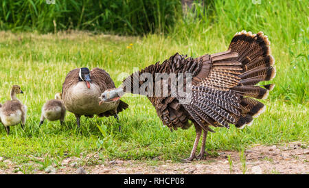 Confrontation entre une poule de la Turquie et des bernaches du Canada. Banque D'Images