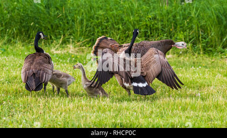 Confrontation entre une poule de la Turquie et des bernaches du Canada. Banque D'Images