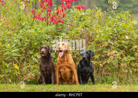 Chocolat, noir, et rouge fox retrievers du Labrador posant ensemble dans une arrière-cour du Wisconsin. Banque D'Images