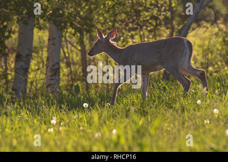Le cerf biche dans une prairie du nord du Wisconsin. Banque D'Images
