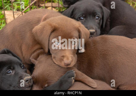 Portée de Labrador retriever puppies Banque D'Images