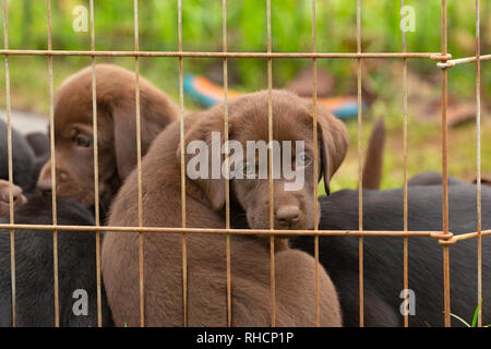 Portée de Labrador retriever puppies Banque D'Images