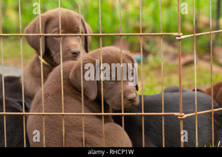 Portée de Labrador retriever puppies Banque D'Images