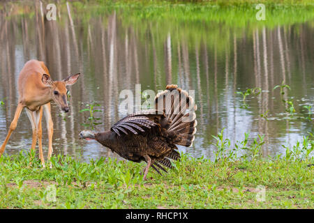 Confrontation entre une poule la Turquie et un cerf de virginie, Banque D'Images