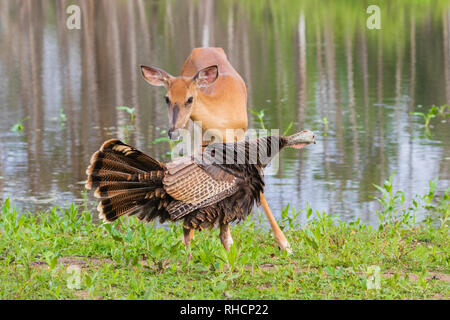 Confrontation entre une poule la Turquie et un cerf de virginie, Banque D'Images