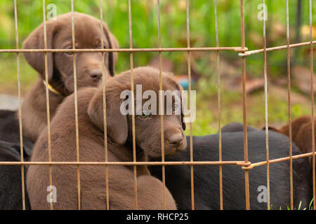 Portée de Labrador retriever puppies Banque D'Images