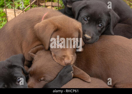 Portée de Labrador retriever puppies Banque D'Images