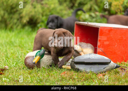 Chiot Labrador retriever chocolat et duck decoys Banque D'Images