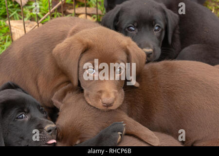 Portée de Labrador retriever puppies Banque D'Images