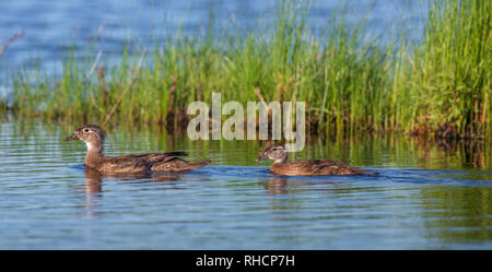 Canard branchu femelle et petit canard nageant dans le nord du Wisconsin. Banque D'Images