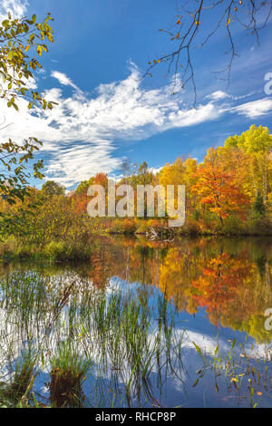 L'automne sur l'est la fourche de la rivière Chippewa, dans le nord du Wisconsin (Forêt nationale de Chequamegon est de l'autre côté de la rivière). Banque D'Images