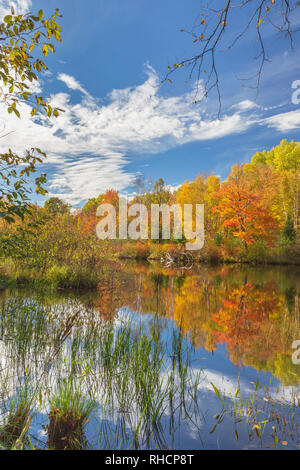 L'automne sur l'est la fourche de la rivière Chippewa, dans le nord du Wisconsin (Forêt nationale de Chequamegon est de l'autre côté de la rivière). Banque D'Images